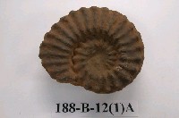 藏品(菊石)的圖片